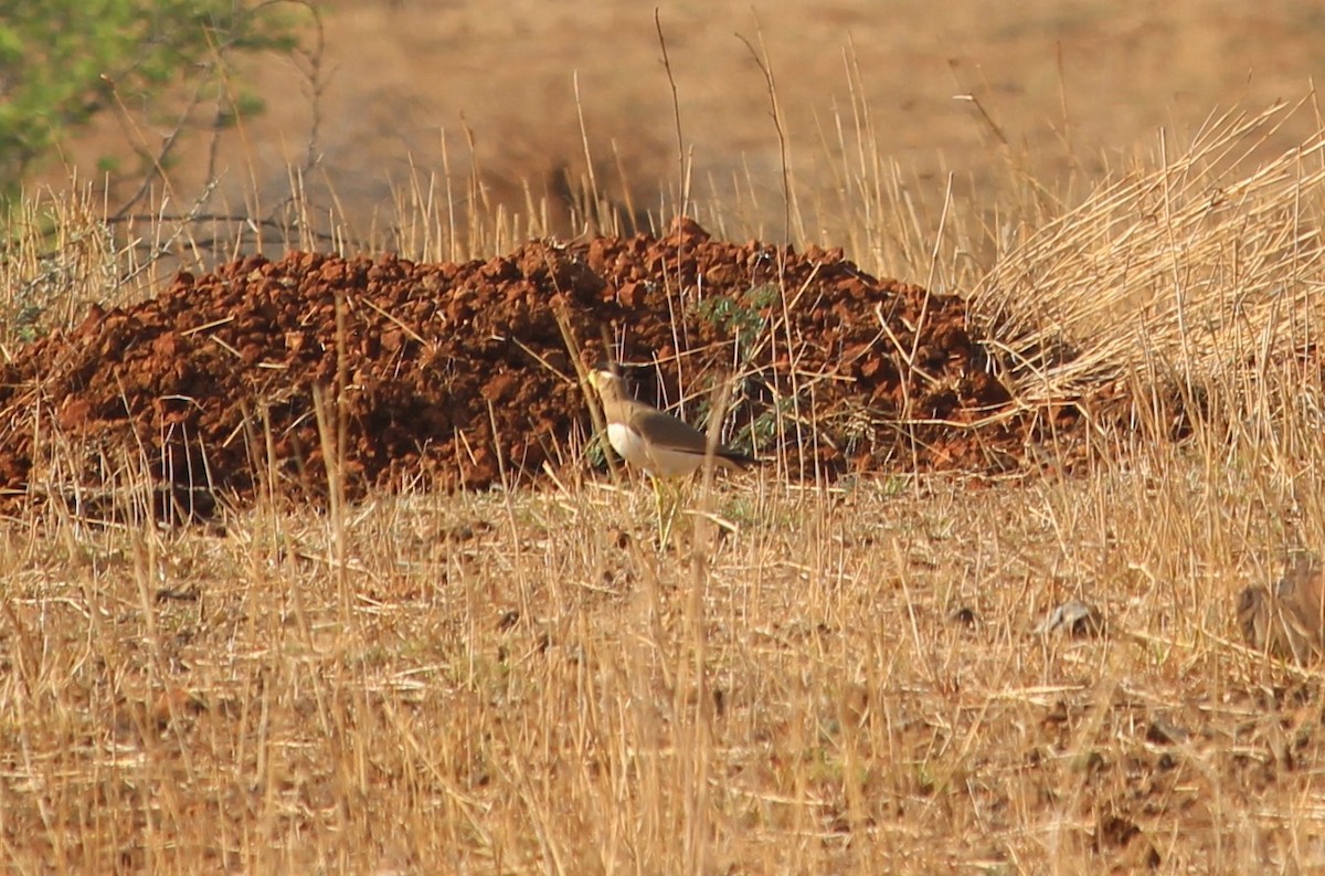 Yellow-wattled Lapwing - ML568910461