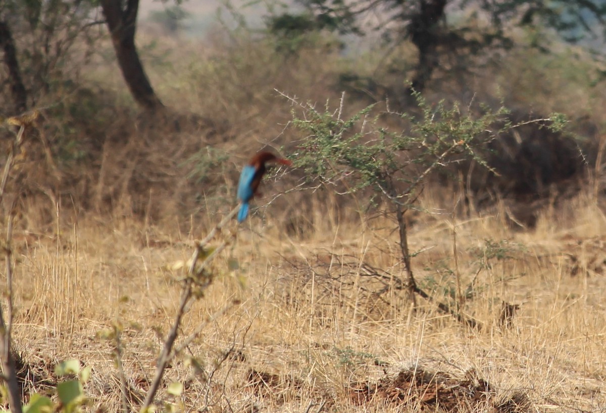 White-throated Kingfisher - ML568910591