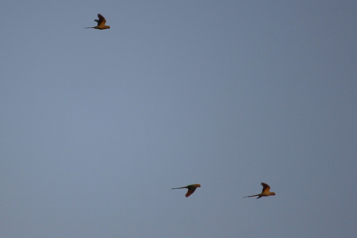 parakeet sp. - ML568910661
