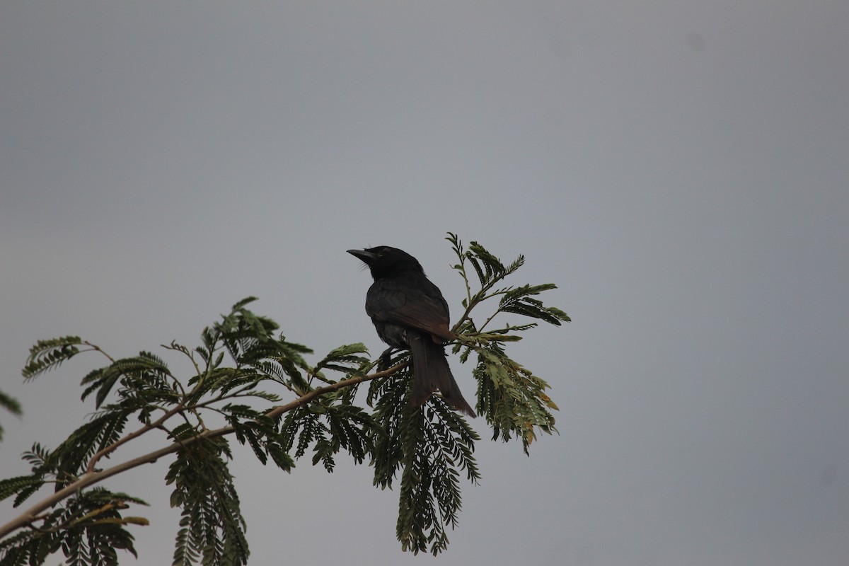 Black Drongo - ML568910981