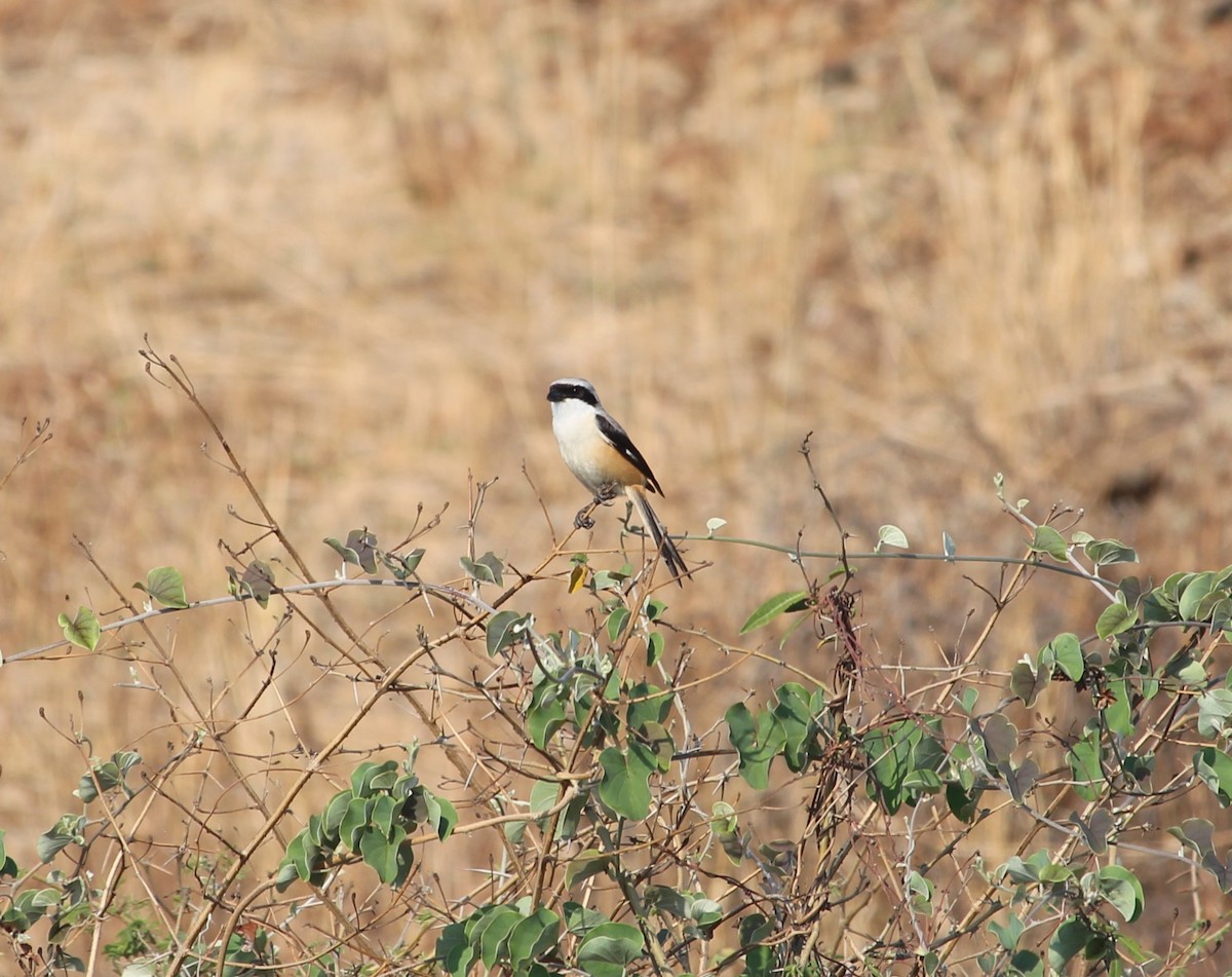 Long-tailed Shrike - ML568911061