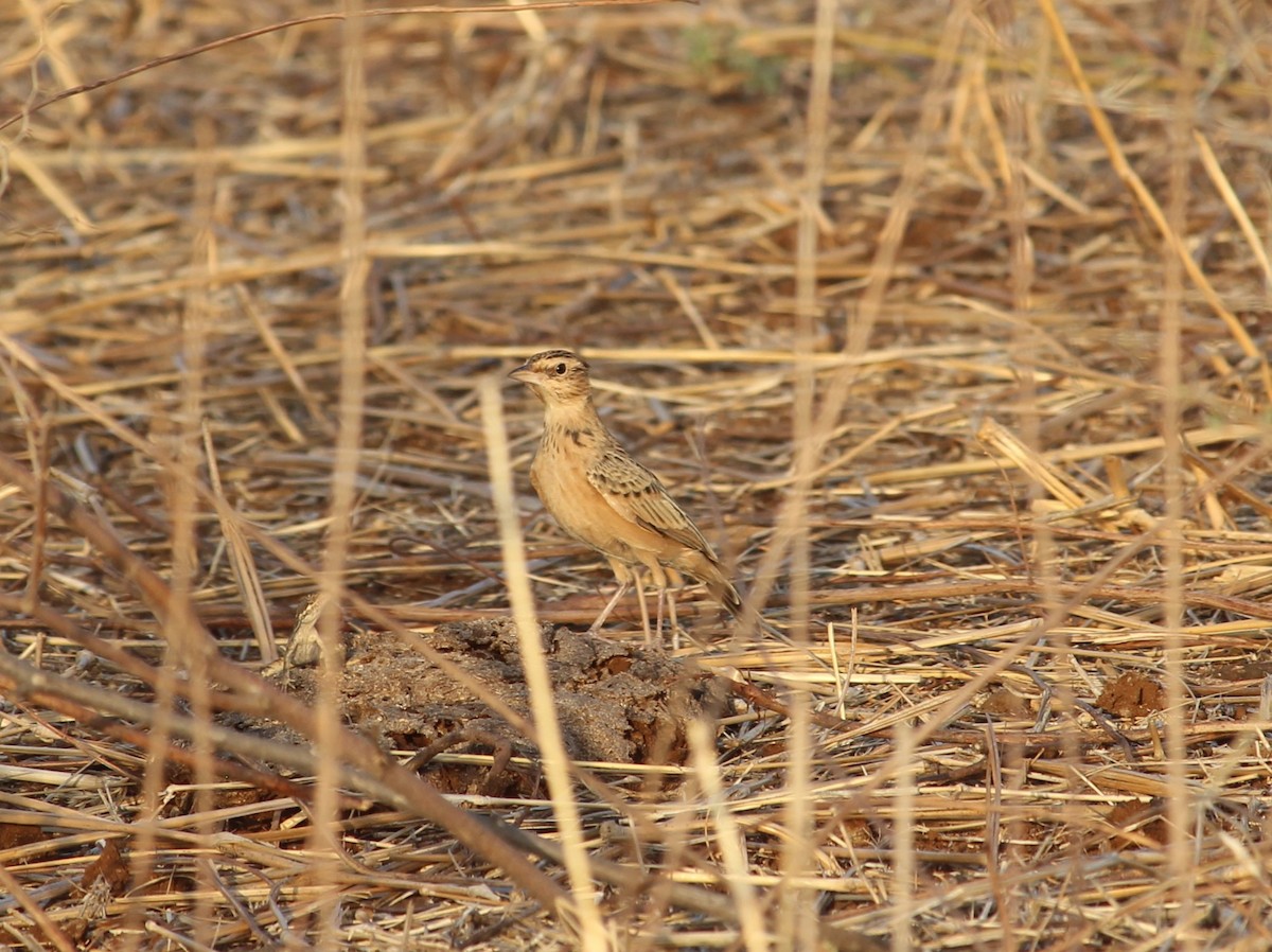lark sp. - ML568911091
