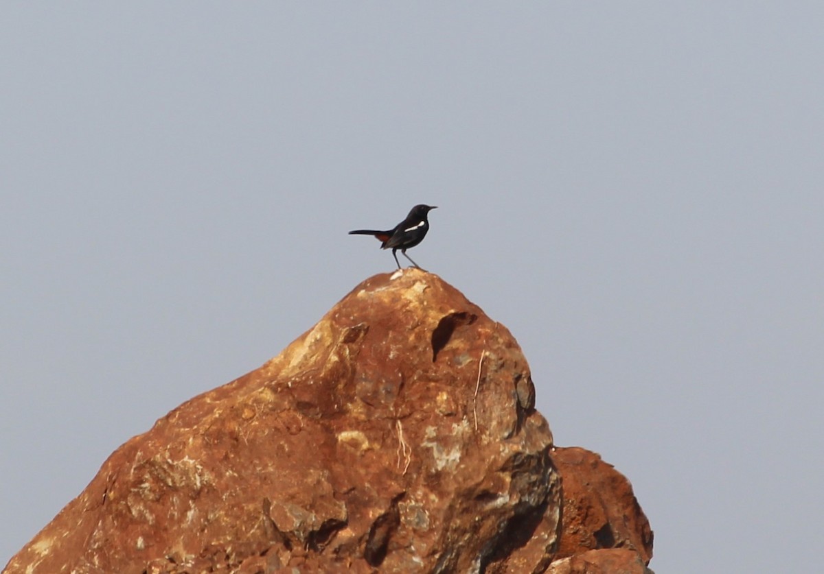 Indian Robin - ML568911261