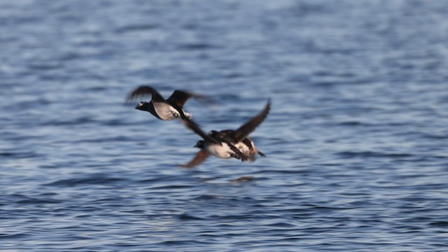 Long-tailed Duck - ML568911501