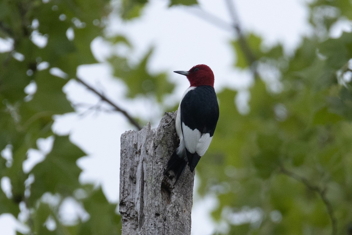 Red-headed Woodpecker - ML568911981