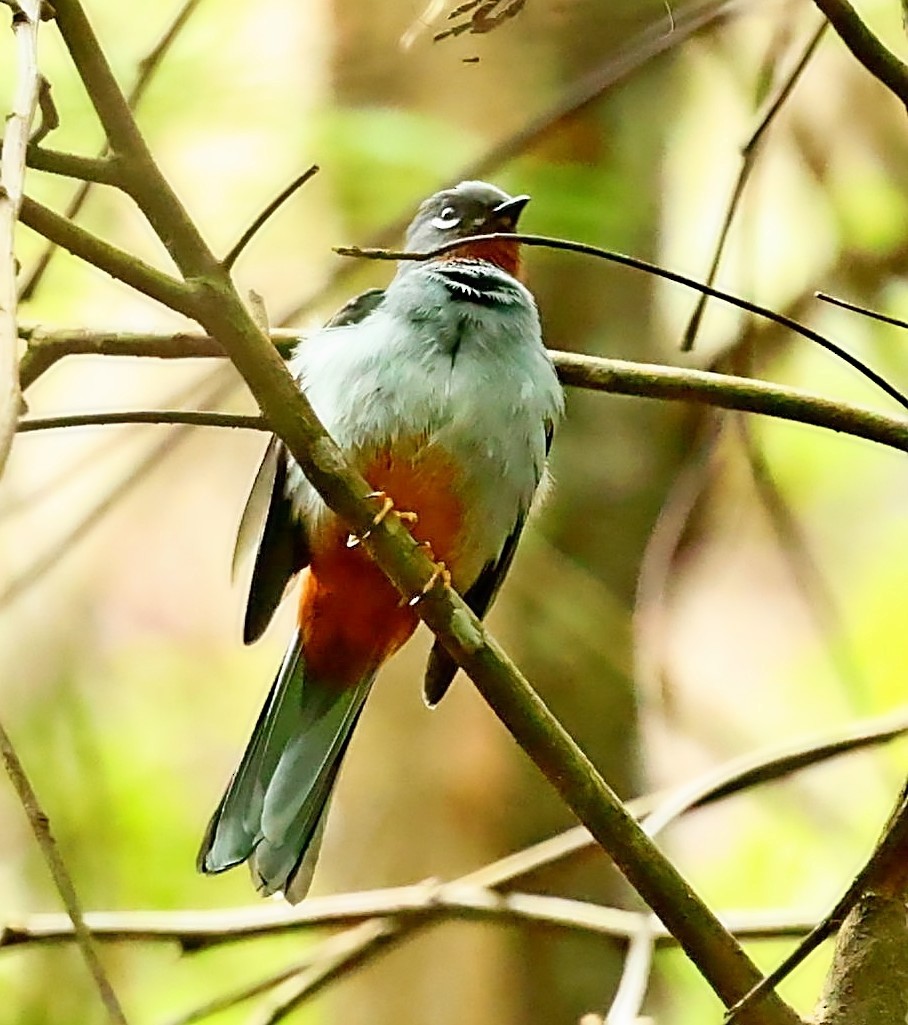 Rufous-throated Solitaire - Maciej  Kotlarski