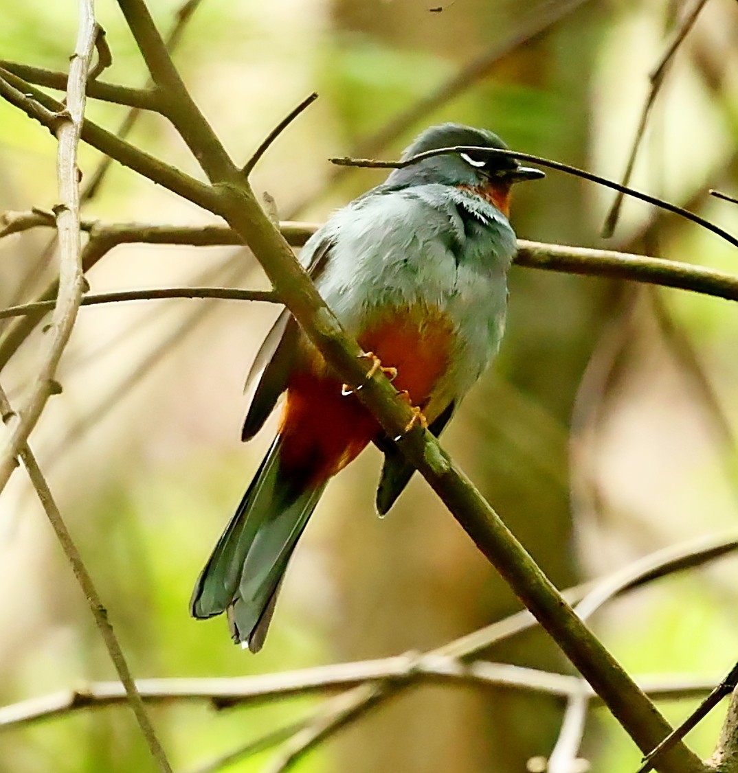 Rufous-throated Solitaire - Maciej  Kotlarski