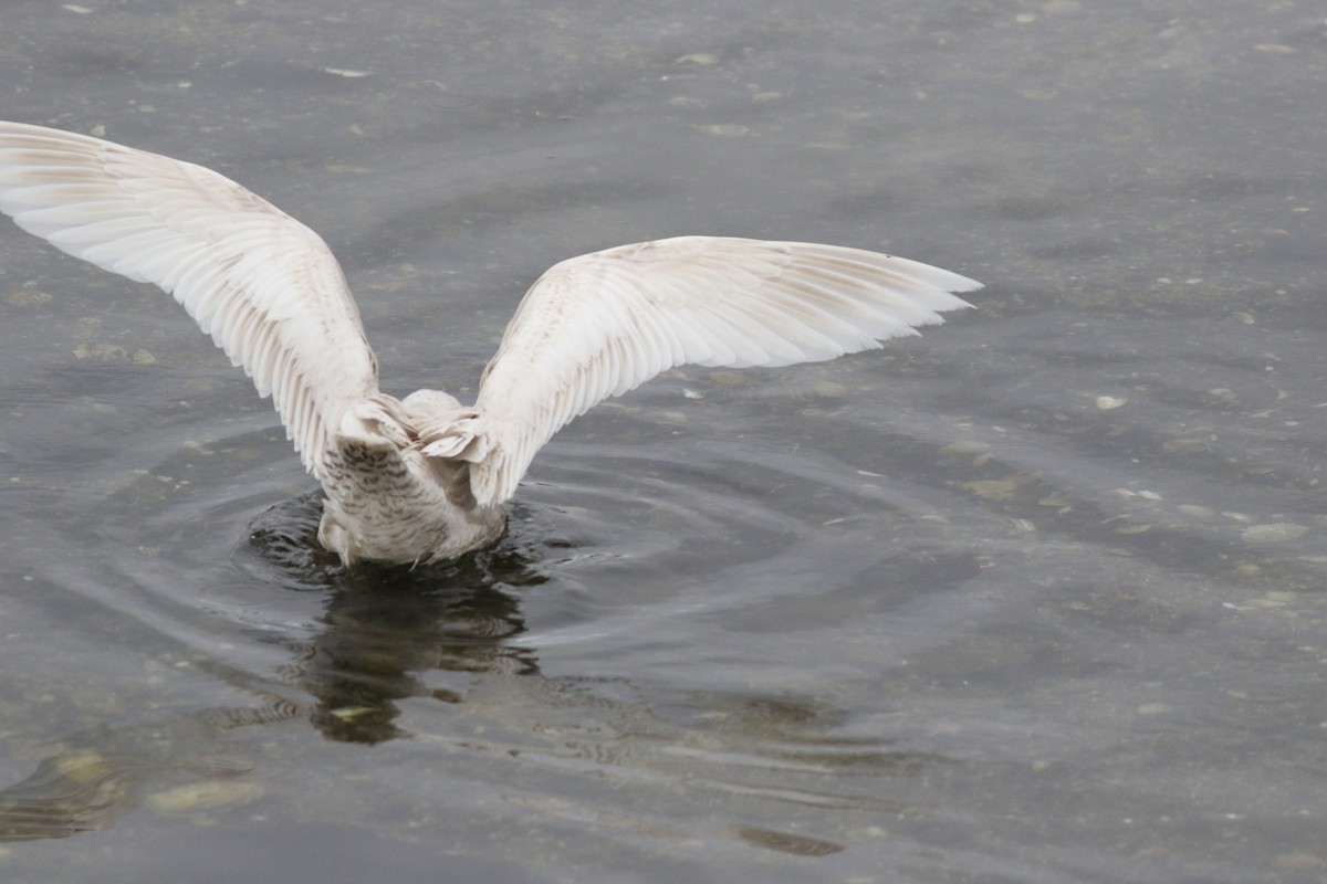 Iceland Gull (kumlieni/glaucoides) - ML56891361