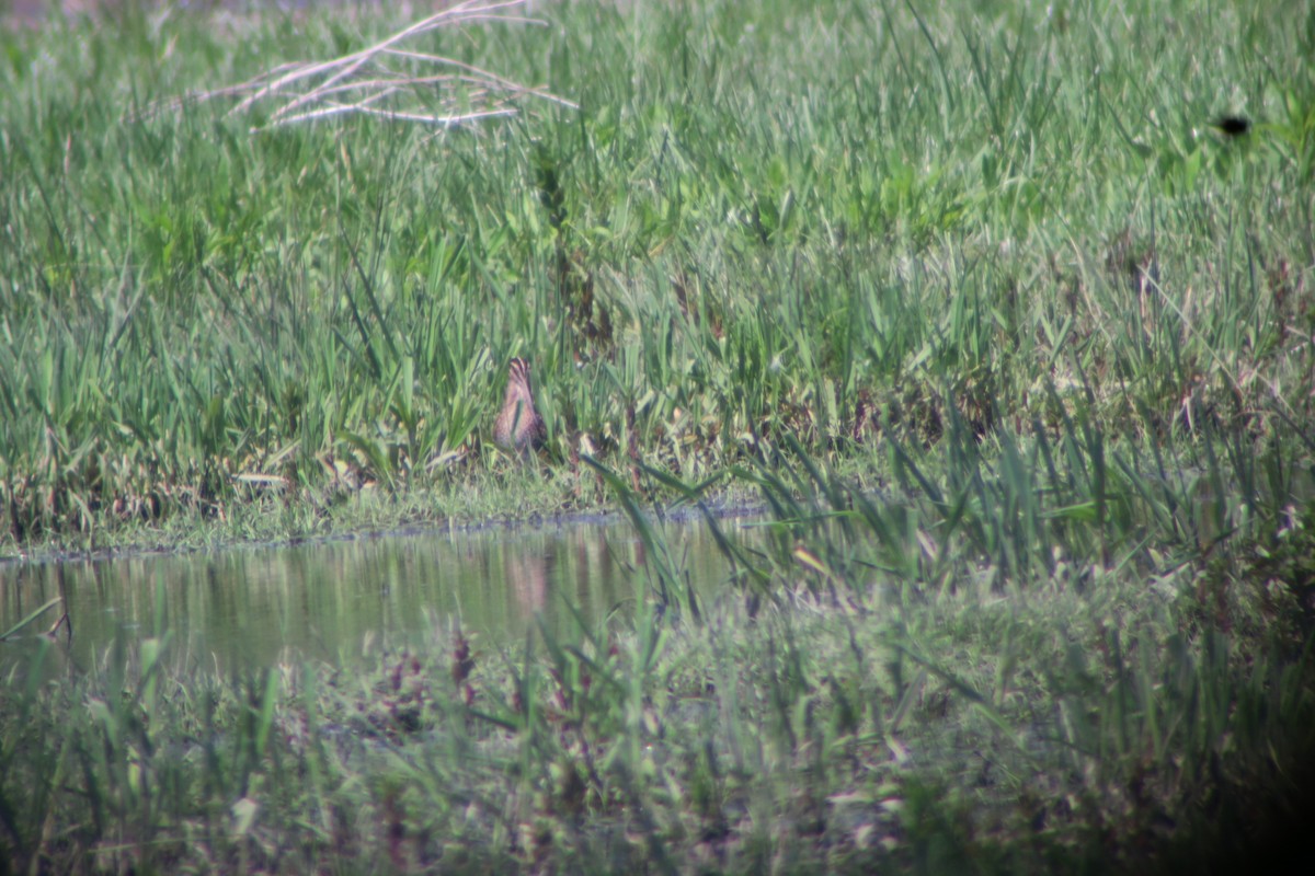 Wilson's Snipe - ML568913641