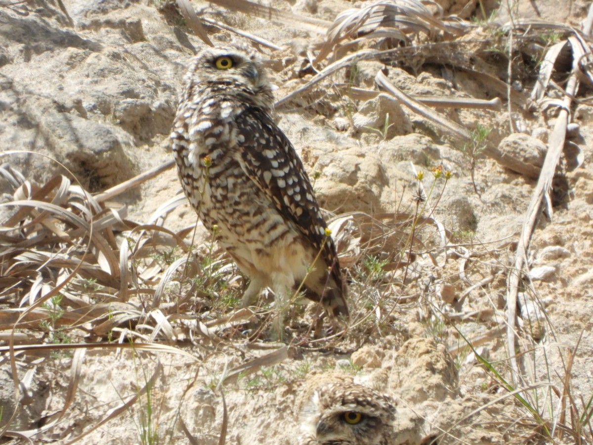 Mochuelo de Madriguera - ML568913831