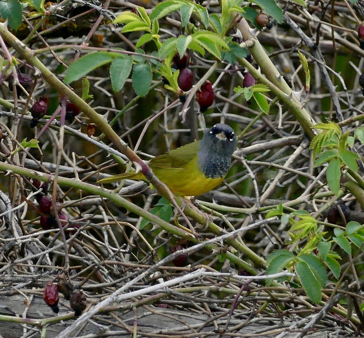 MacGillivray's Warbler - ML56891481