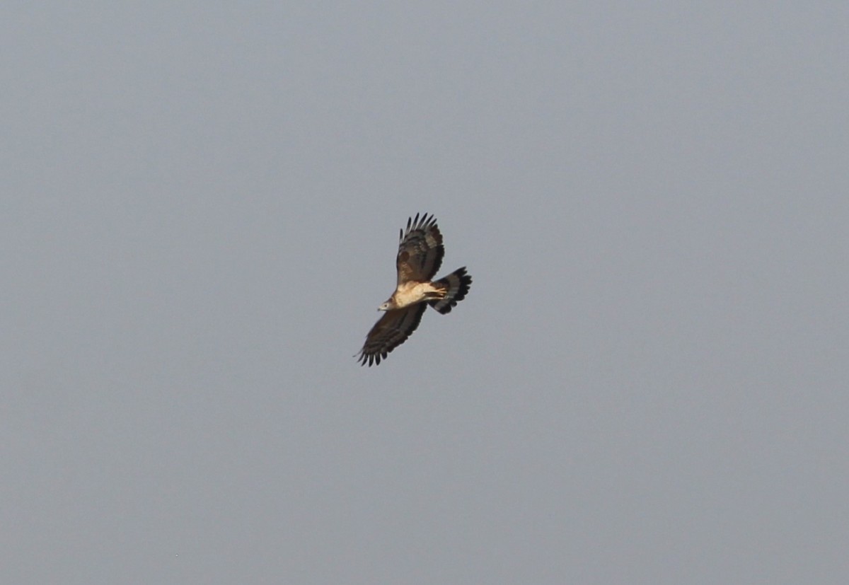 Oriental Honey-buzzard - ML568915291