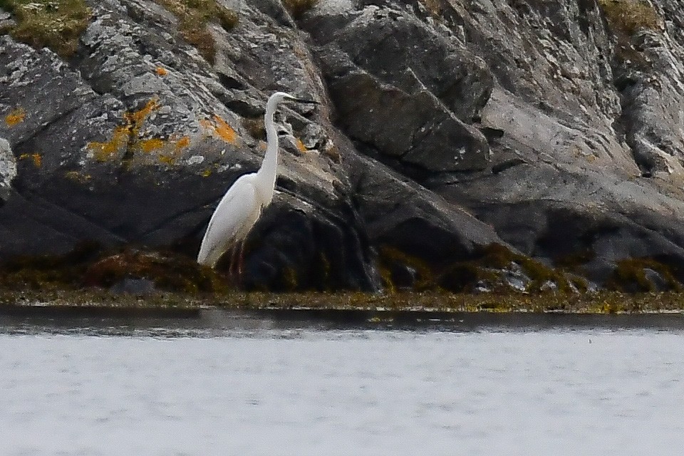 Цасч дэглий - ML568915301