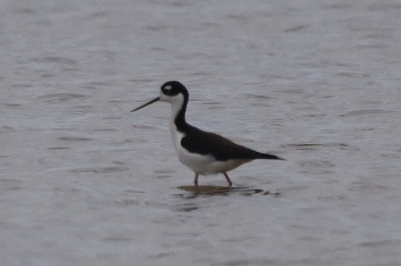 Black-necked Stilt - ML568916461