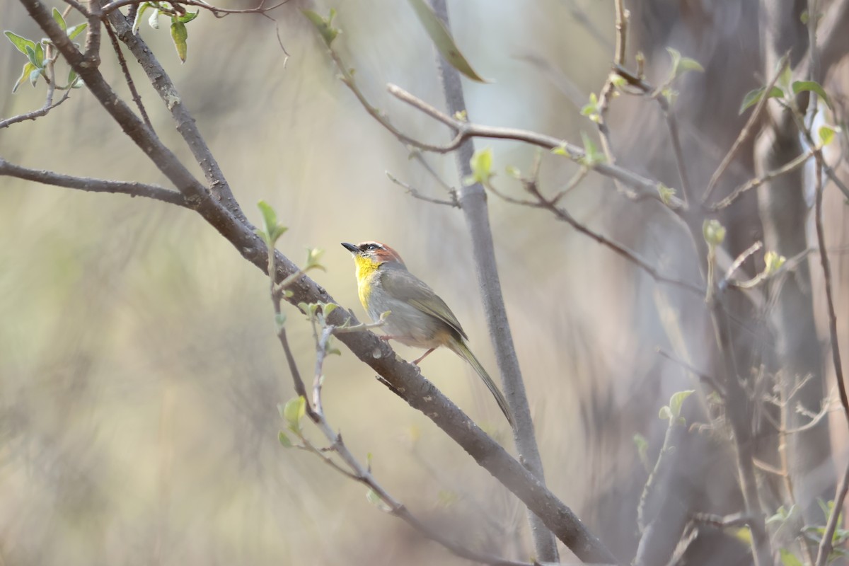 Rufous-capped Warbler - ML568916471