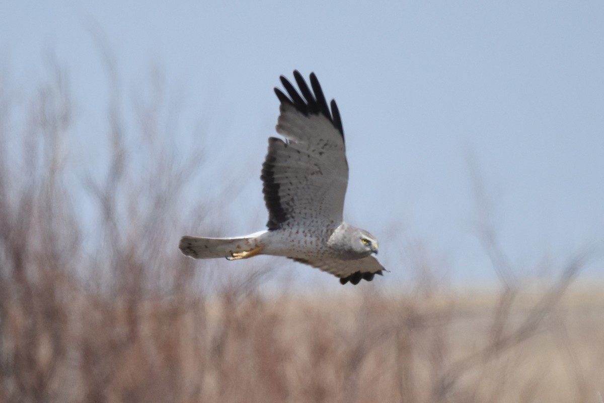 Northern Harrier - ML568916871