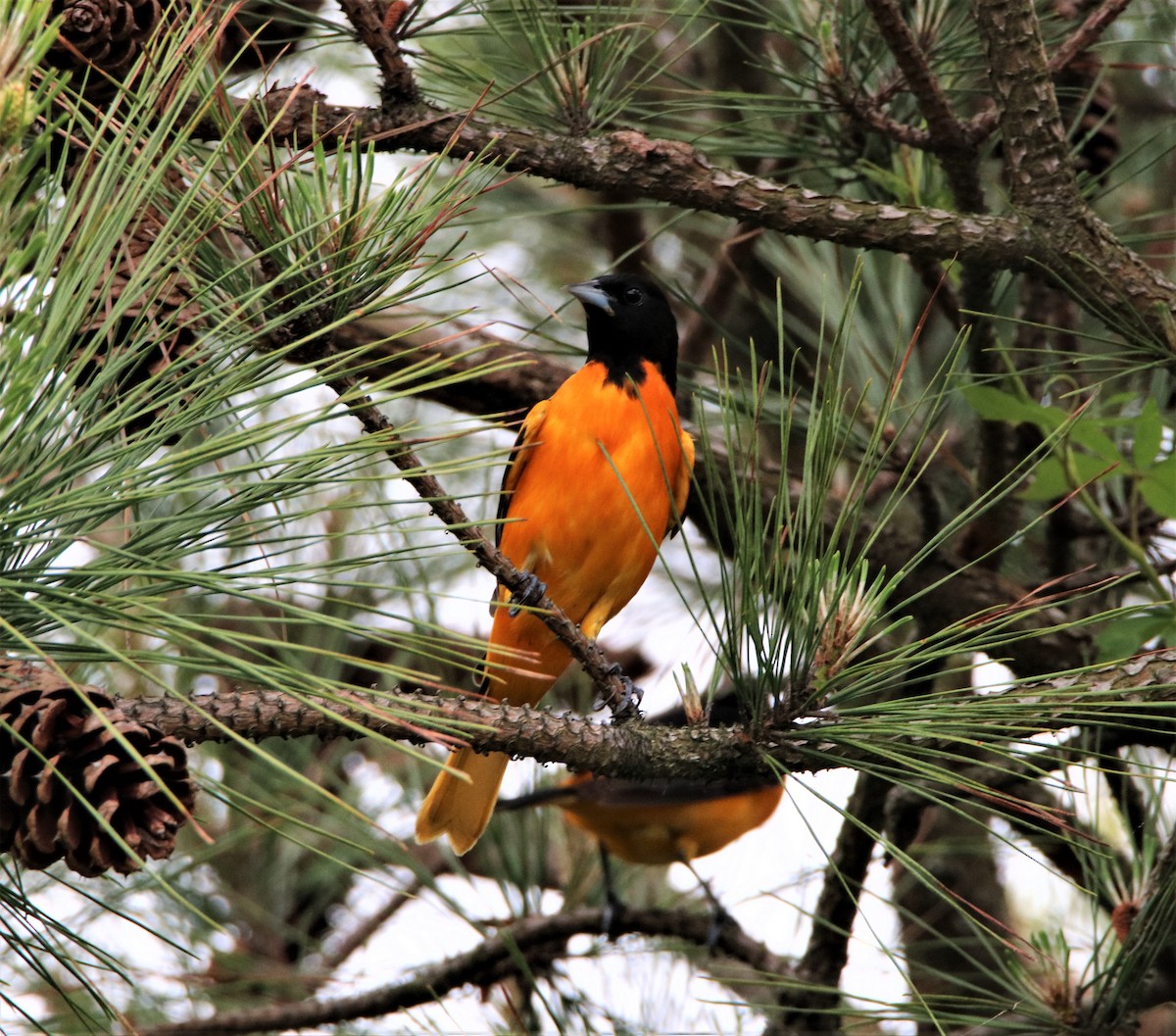 Baltimore Oriole - ML568917331