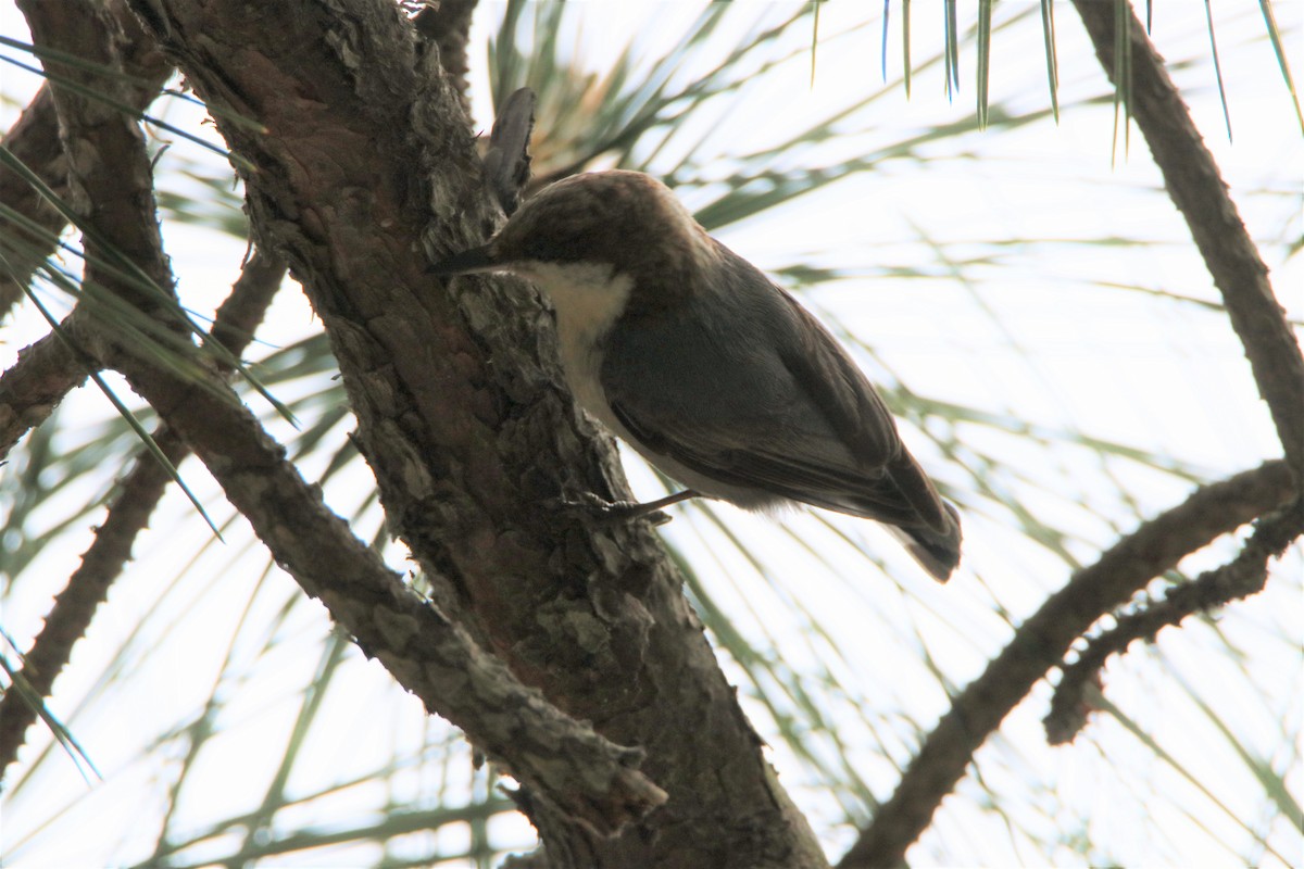Brown-headed Nuthatch - ML568917501