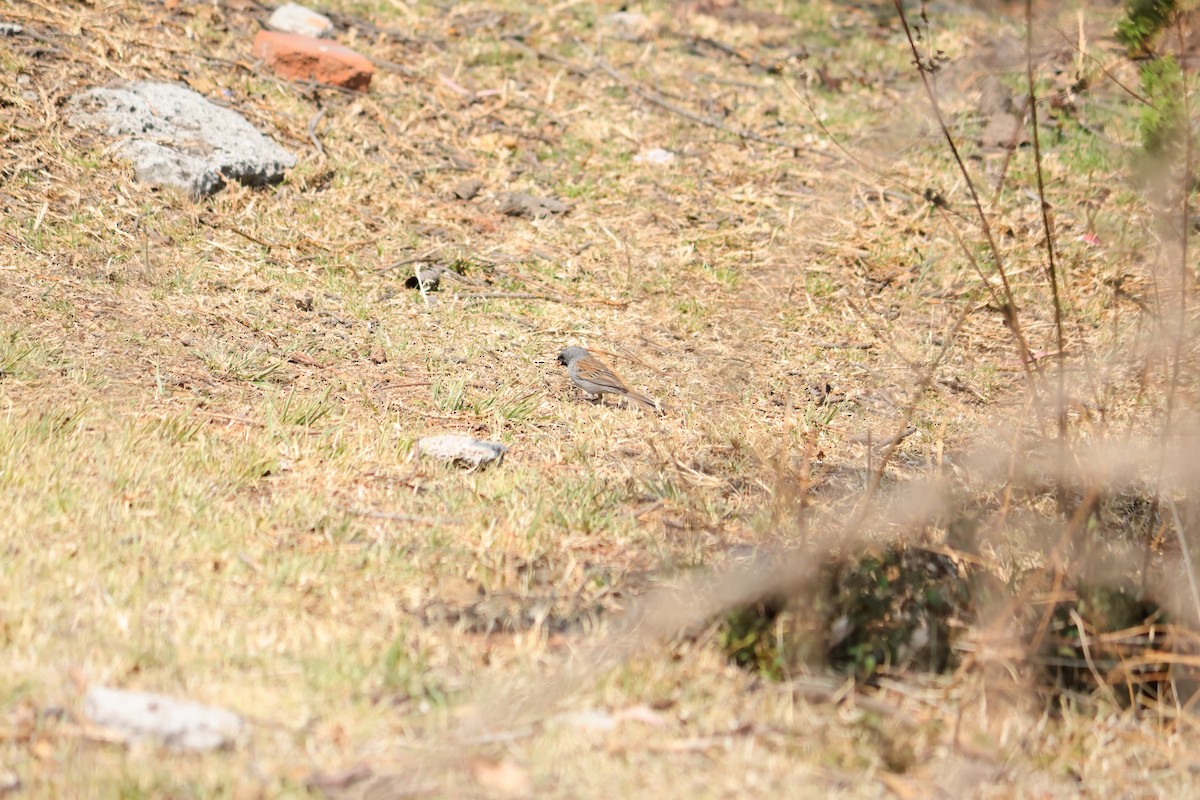 Black-chinned Sparrow - ML568917531