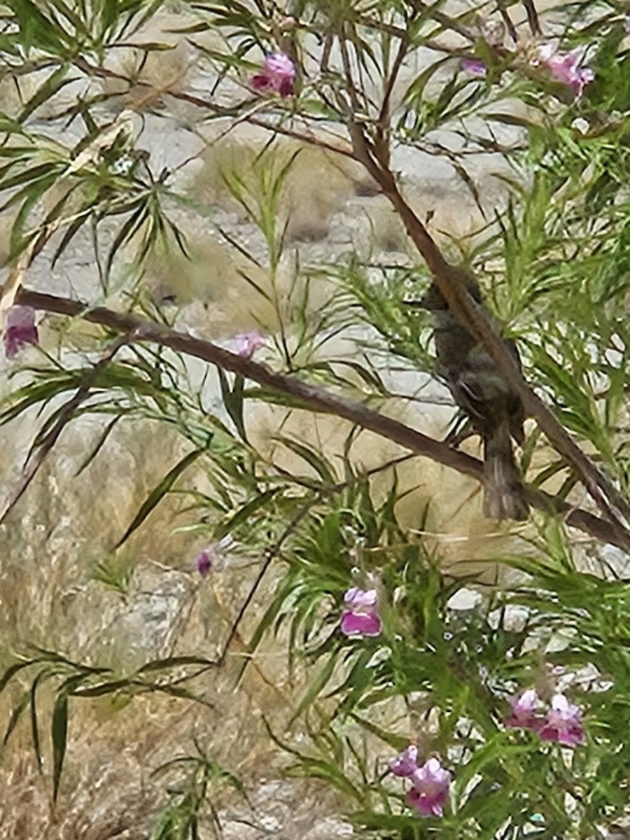 Ash-throated Flycatcher - ML568917721