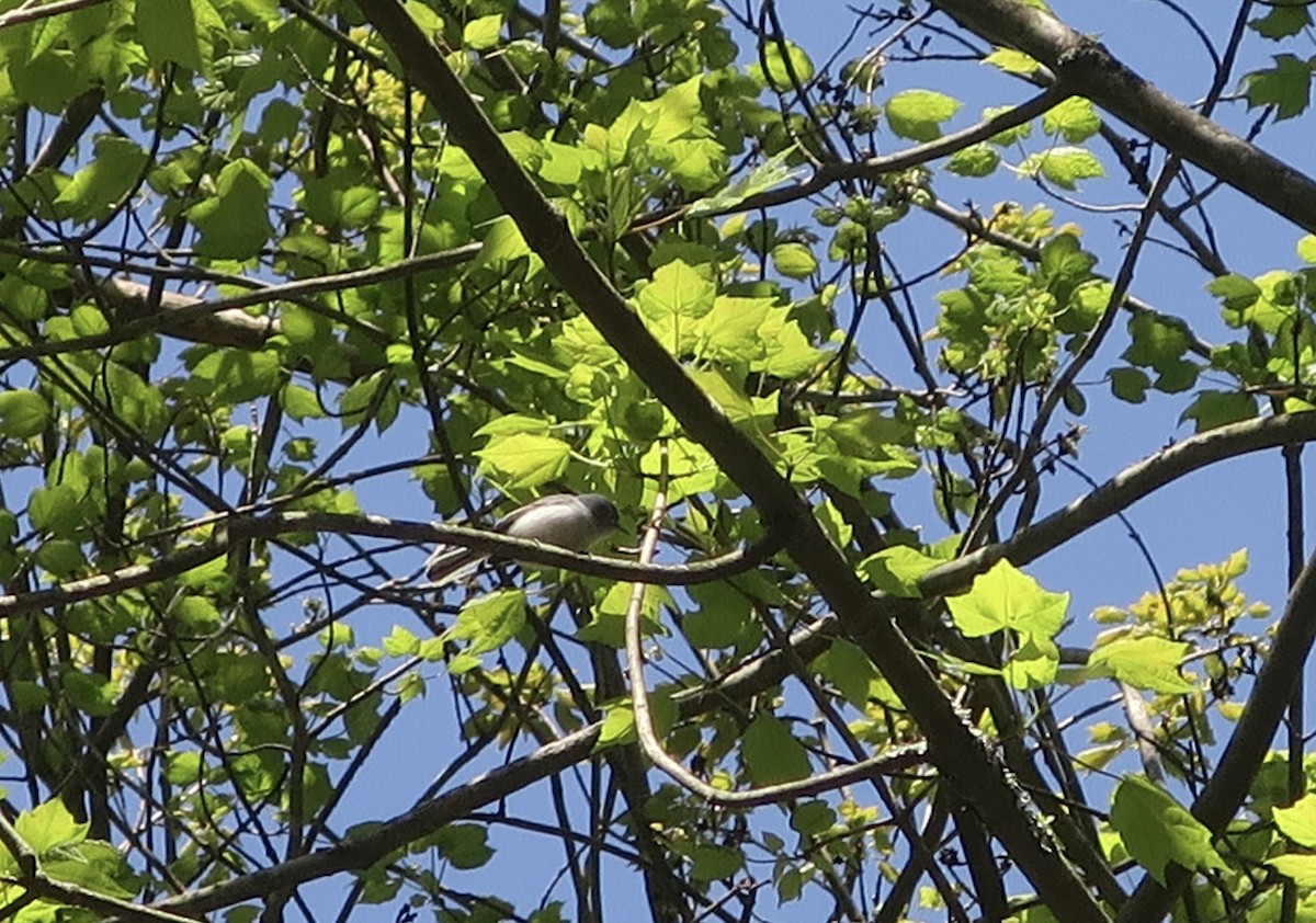 Blue-gray Gnatcatcher - ML568917751