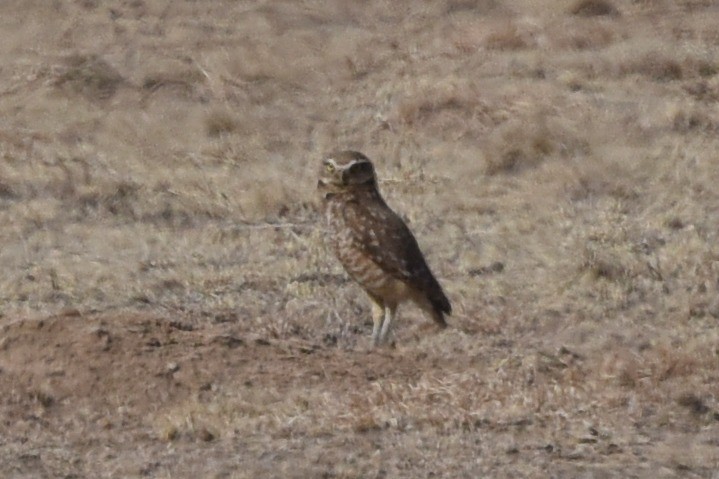 Burrowing Owl - ML568918231