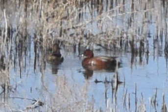 Cinnamon Teal - ML568918291