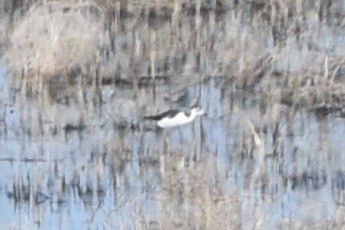 Black-necked Stilt - ML568918341