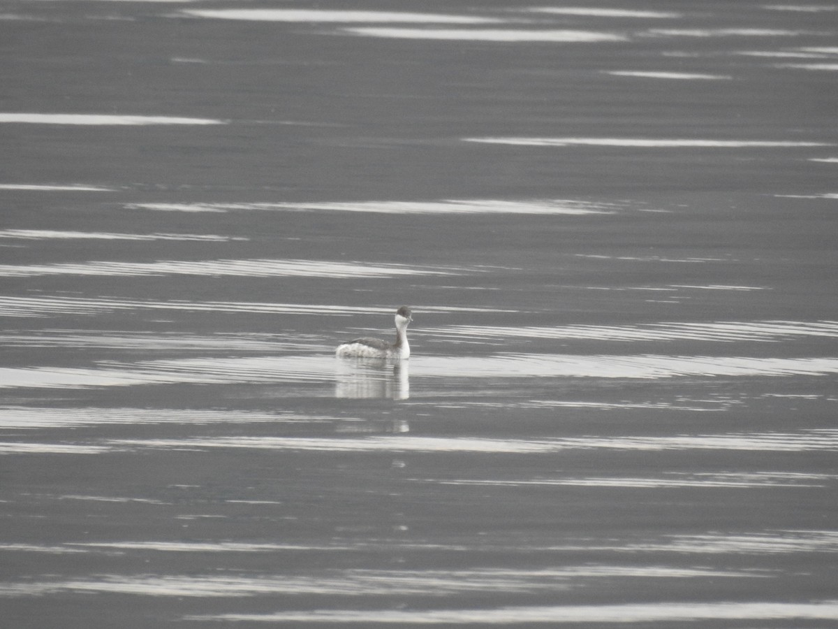 Horned Grebe - ML568920261