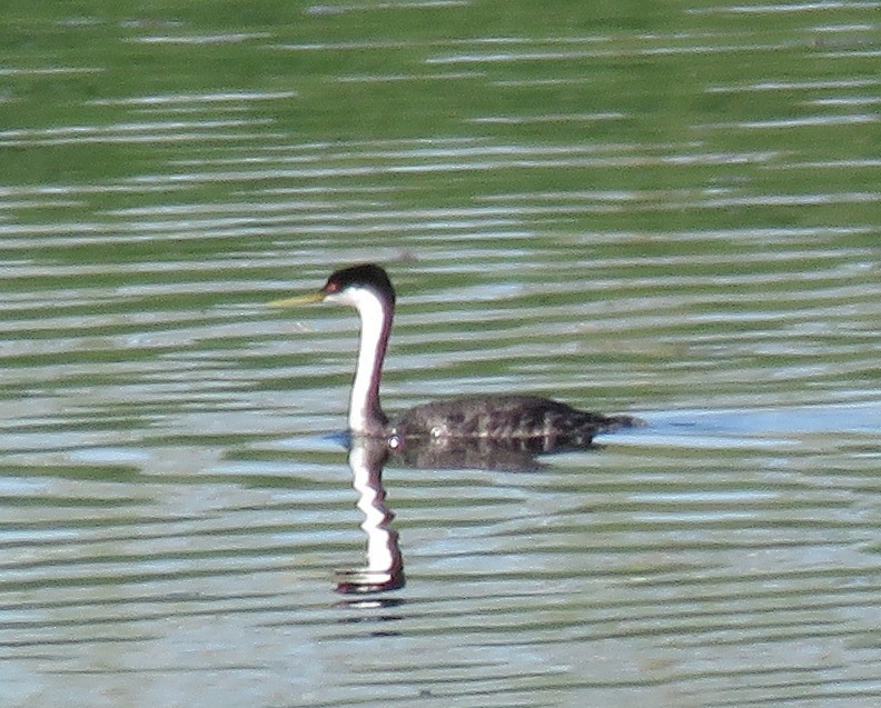 Western Grebe - Jan Thom