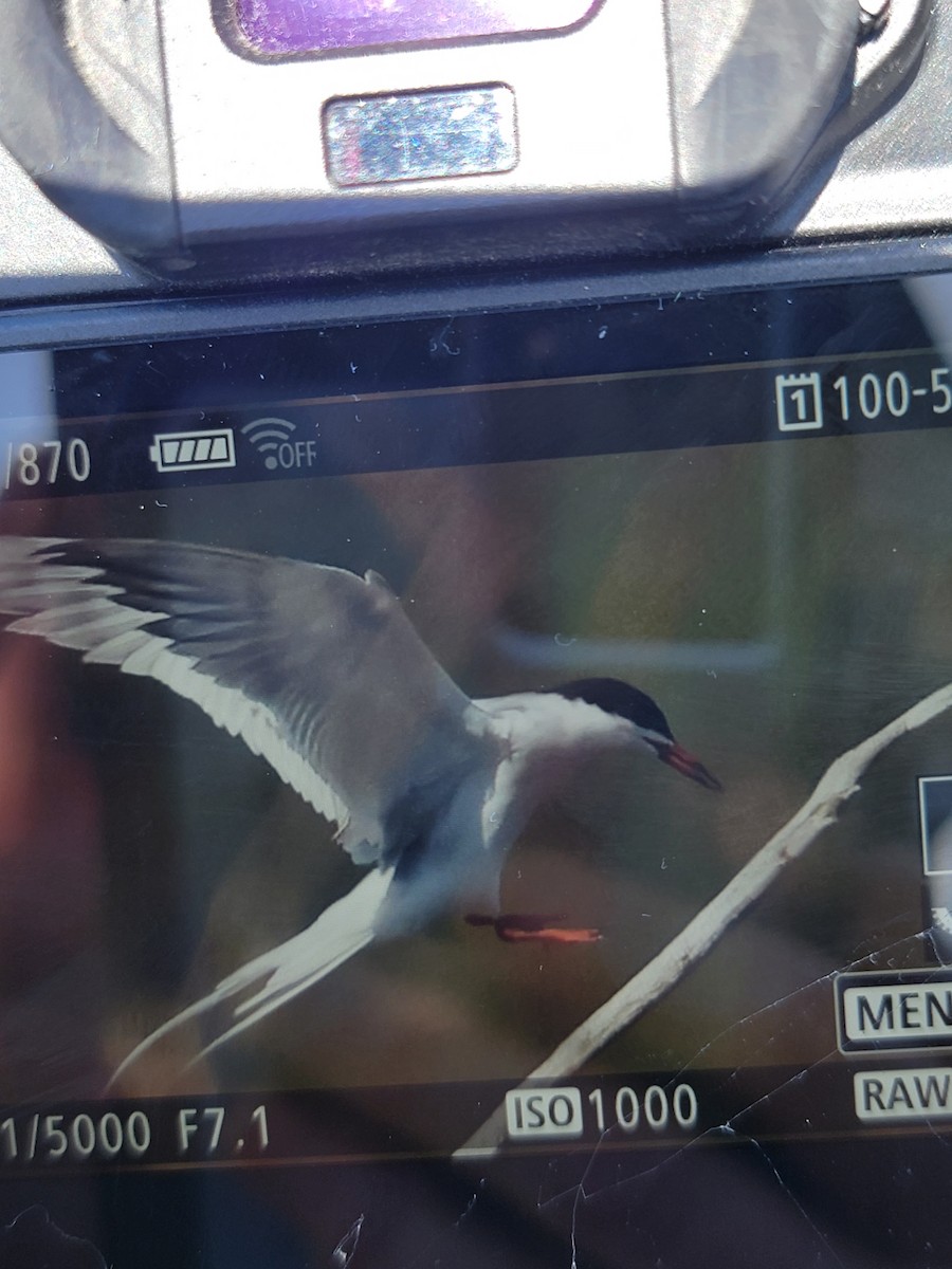 rybák sp. - ML568924771