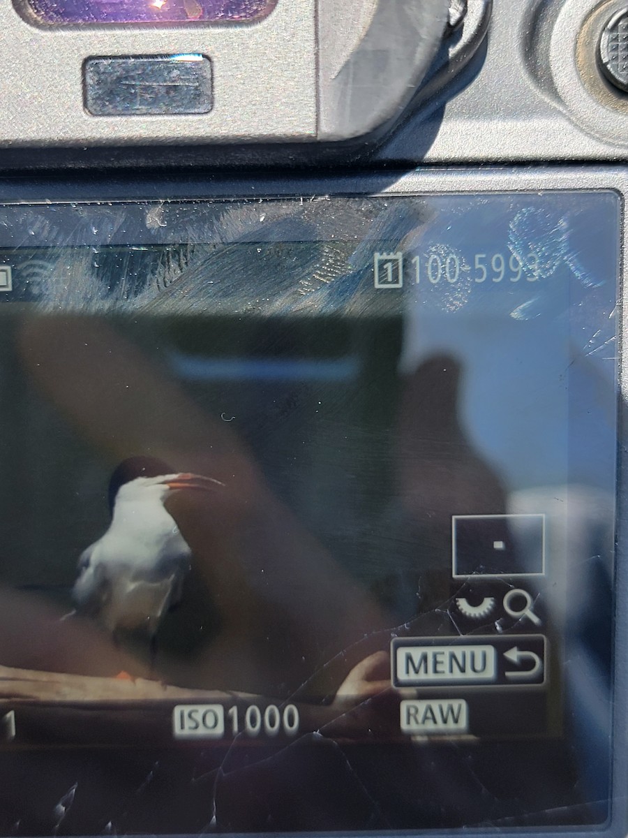 rybák sp. - ML568924781