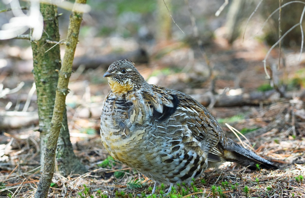 Ruffed Grouse - Norma Van Alstine