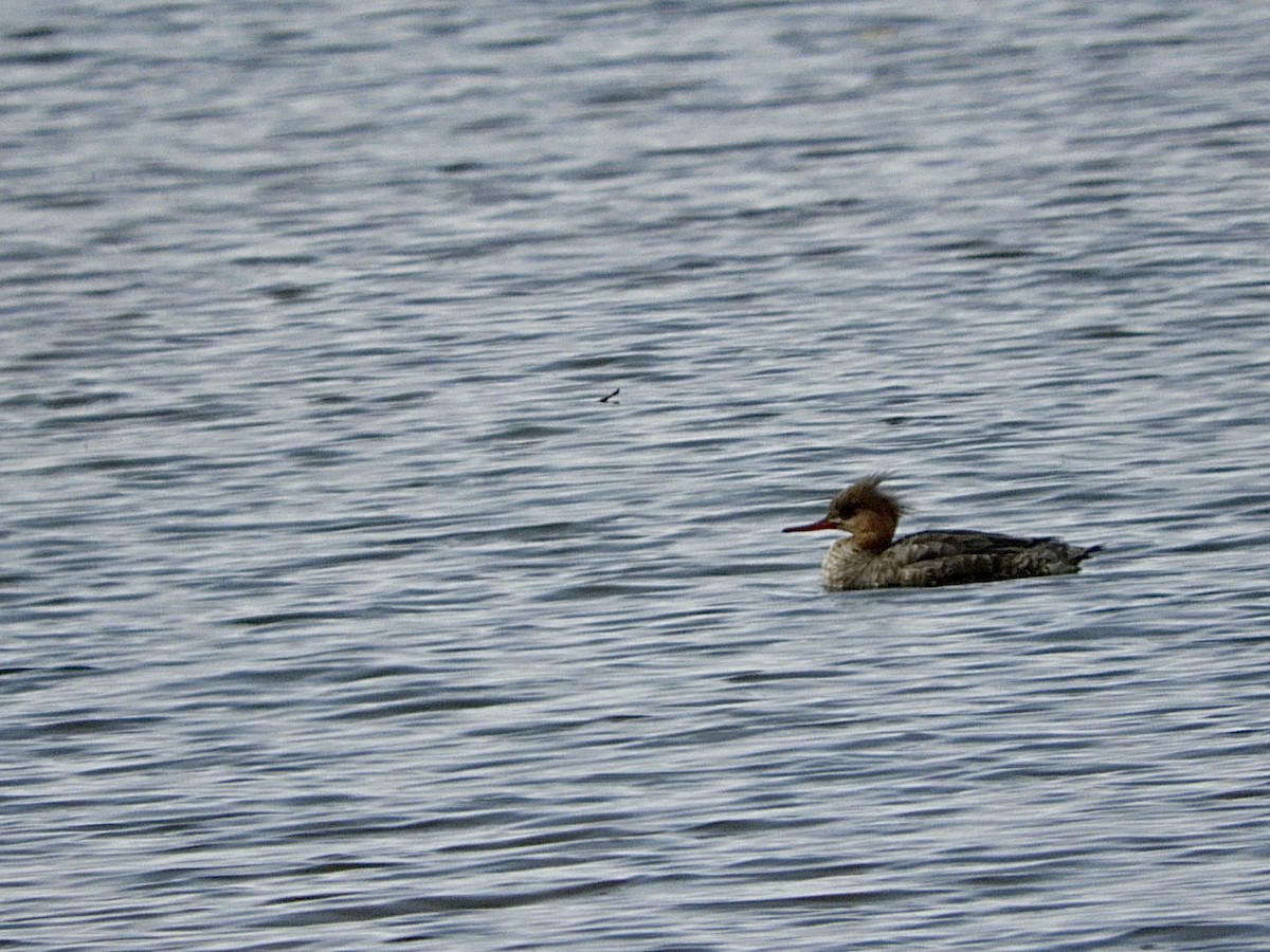 Red-breasted Merganser - ML568927081