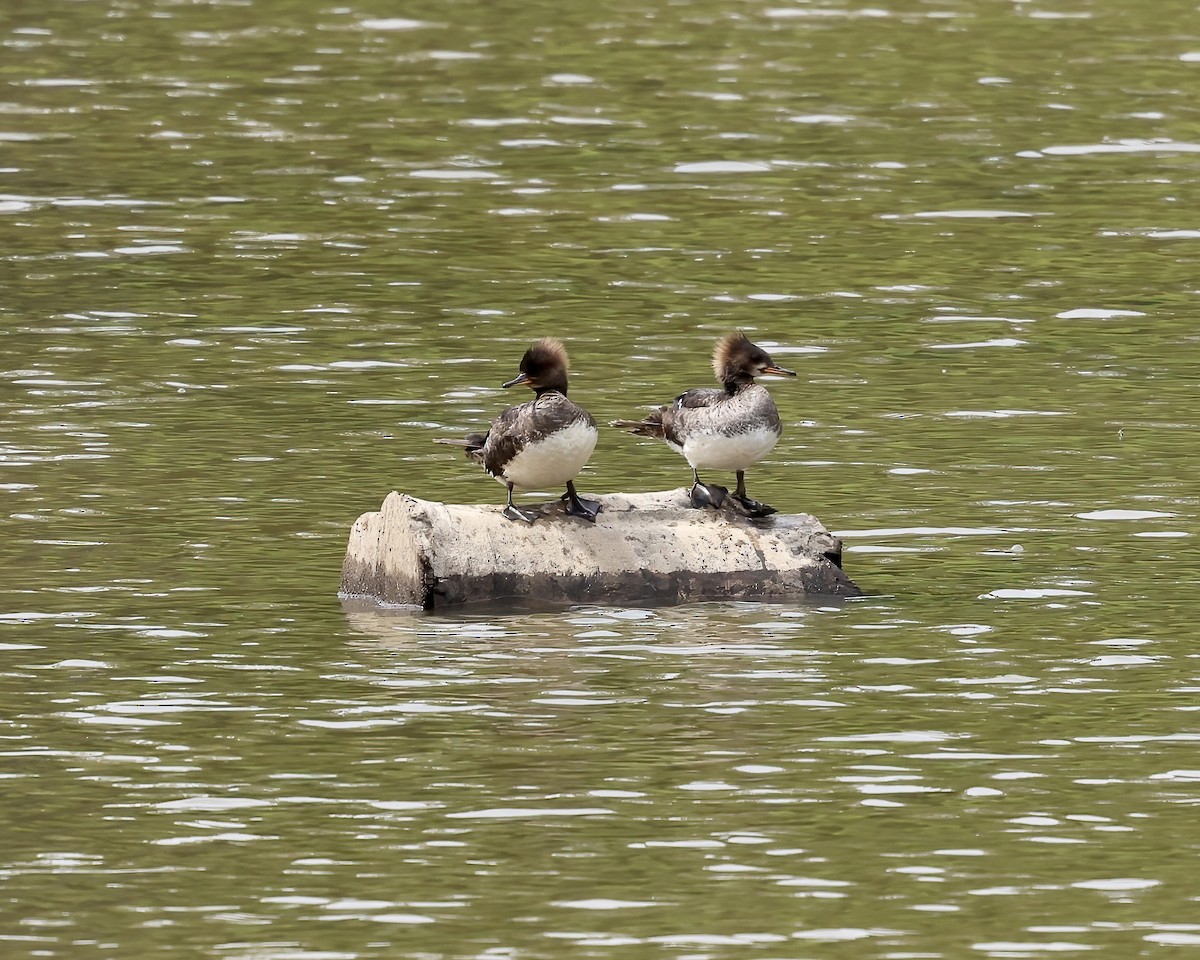 Hooded Merganser - ML568927551