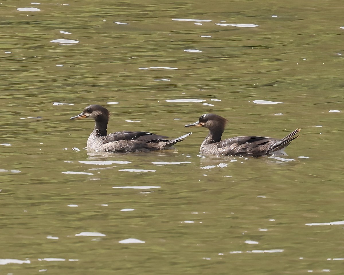 Hooded Merganser - ML568927561