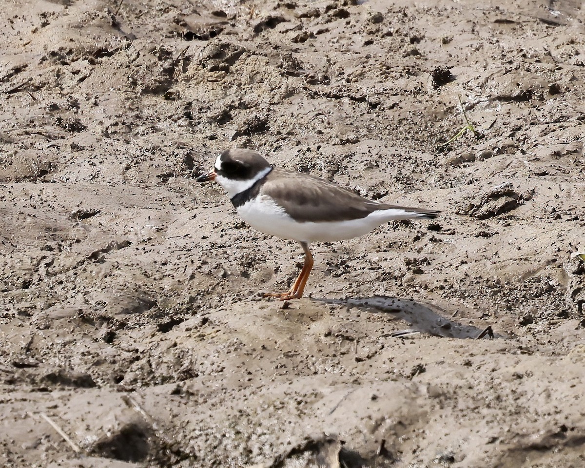 Semipalmated Plover - ML568927781