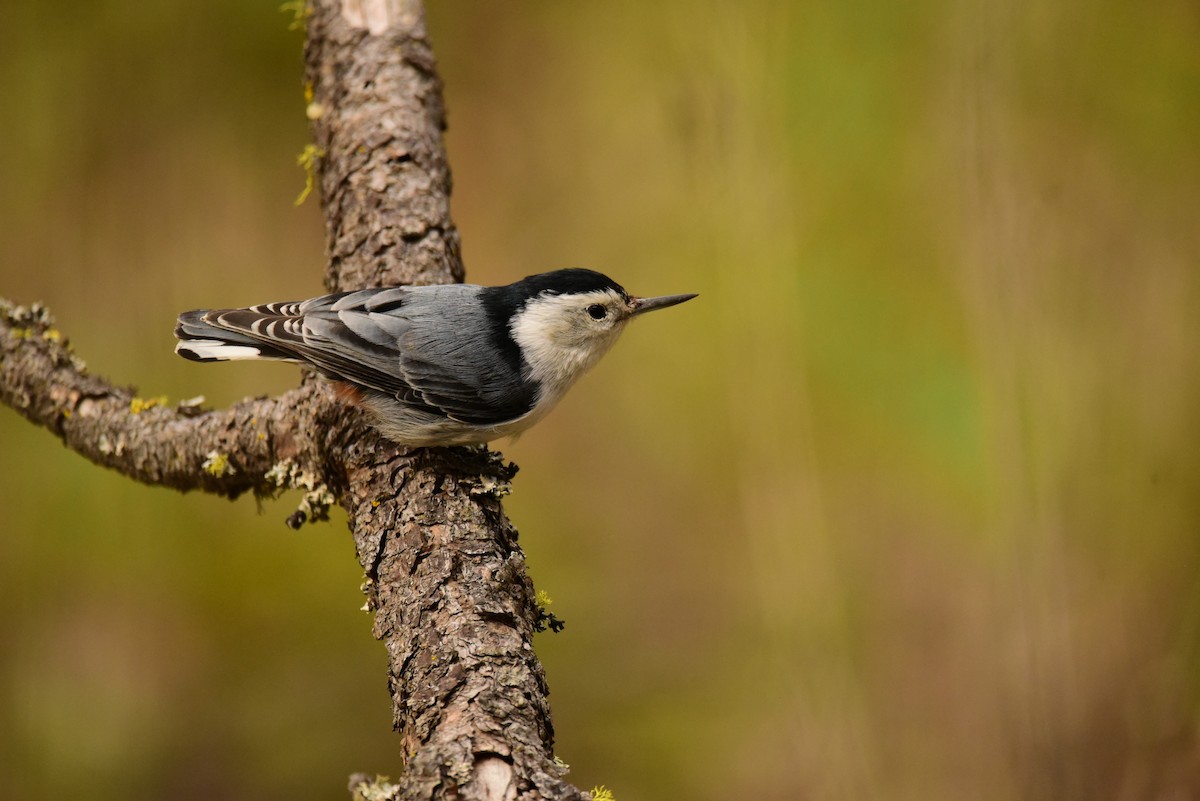 White-breasted Nuthatch - ML568928191