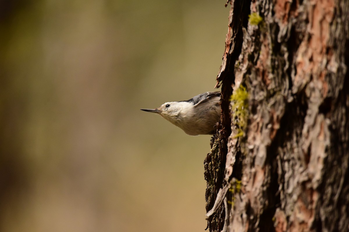 White-breasted Nuthatch - ML568928201