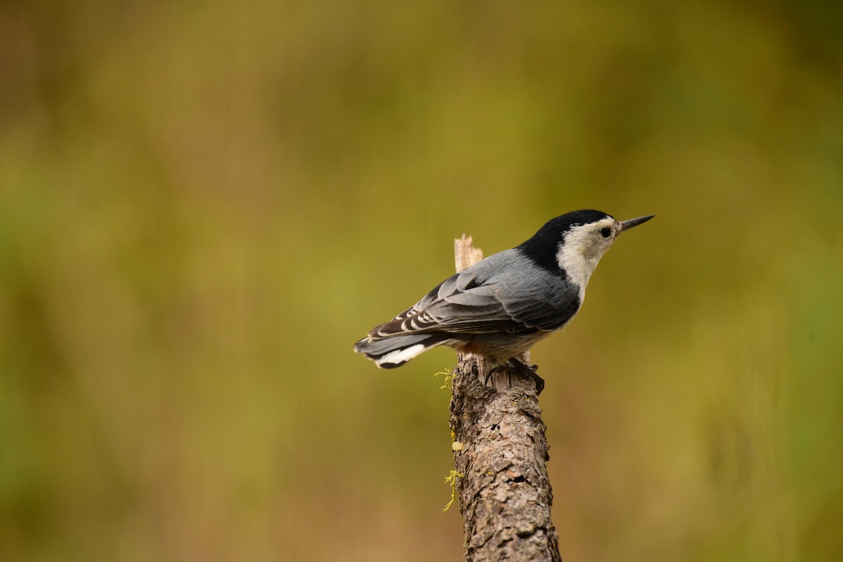White-breasted Nuthatch - ML568928231