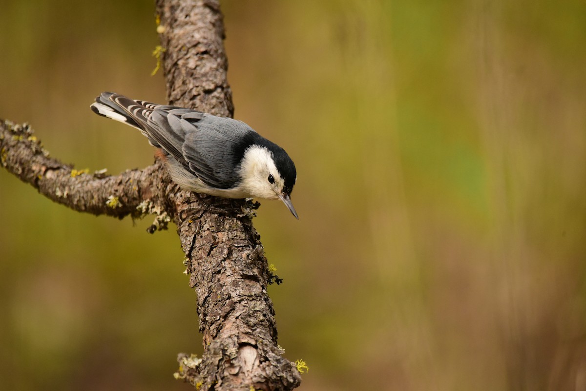 White-breasted Nuthatch - ML568928251