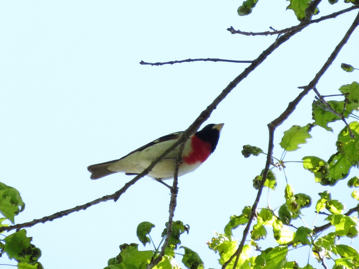 Rose-breasted Grosbeak - ML568928371