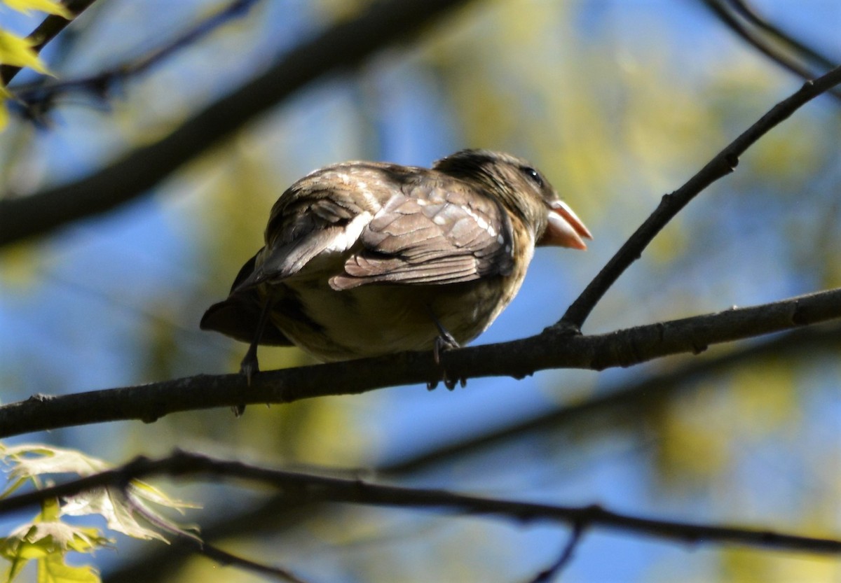 Rose-breasted Grosbeak - ML568928651