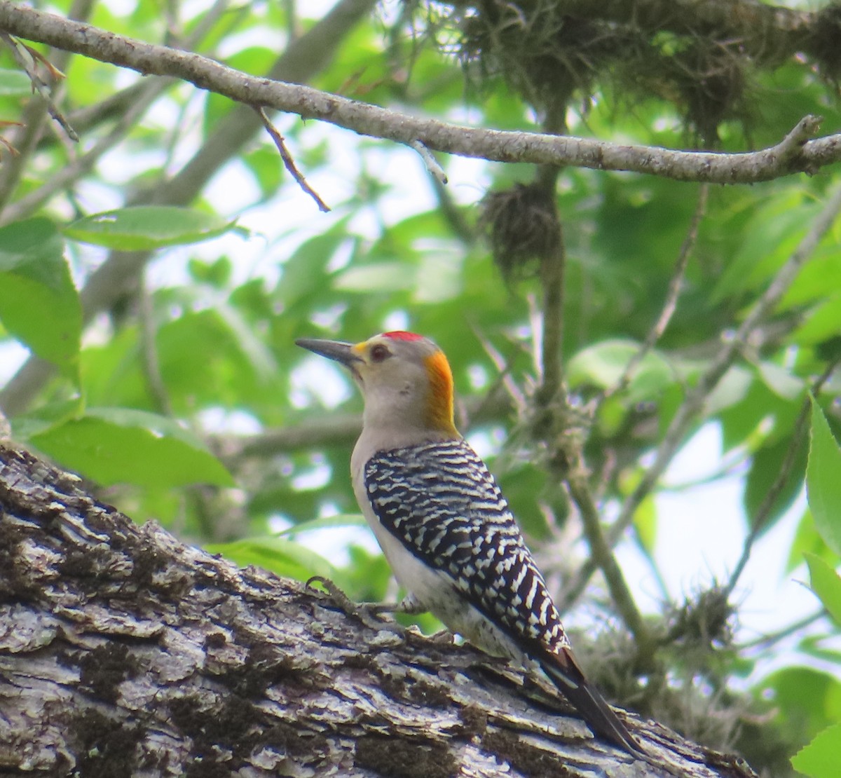 Golden-fronted Woodpecker - ML568928871
