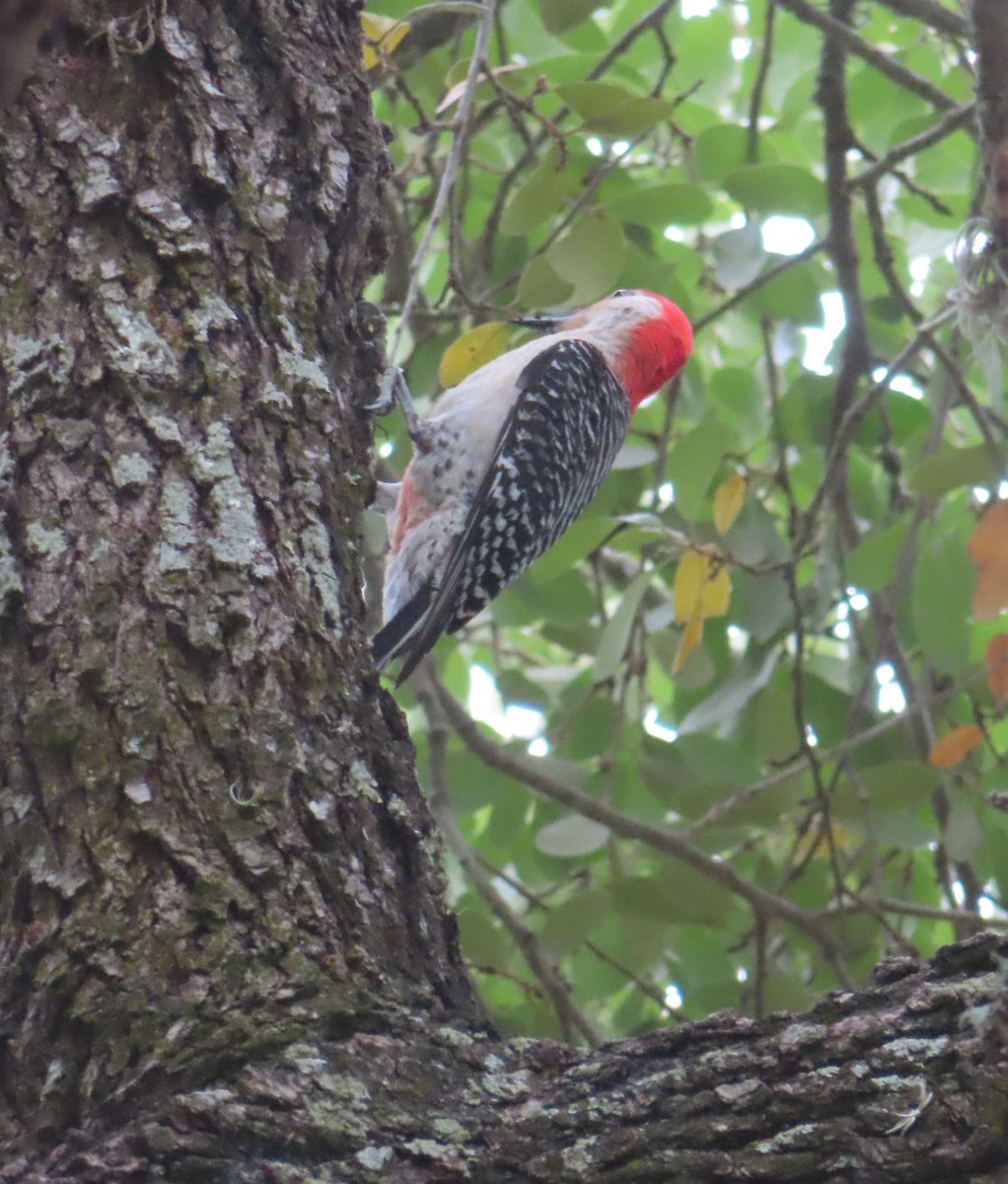 Red-bellied Woodpecker - ML568928891
