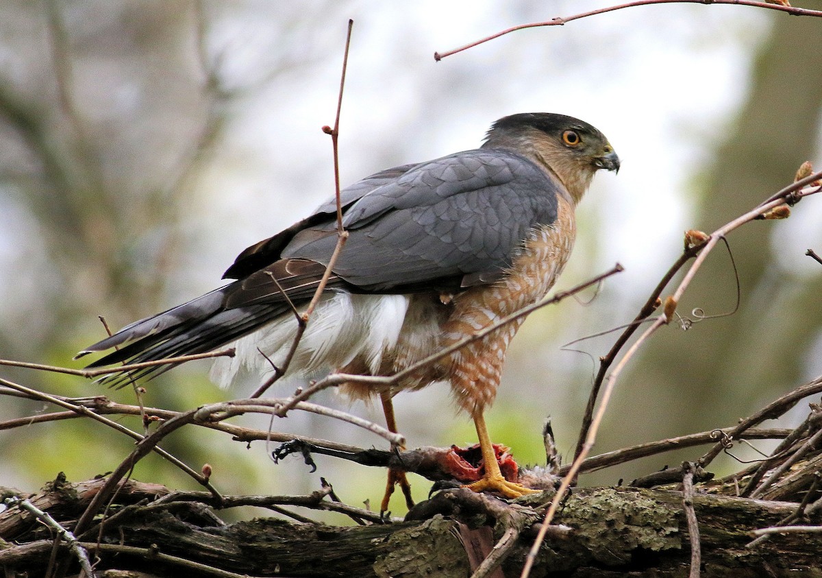 Cooper's Hawk - ML568929501