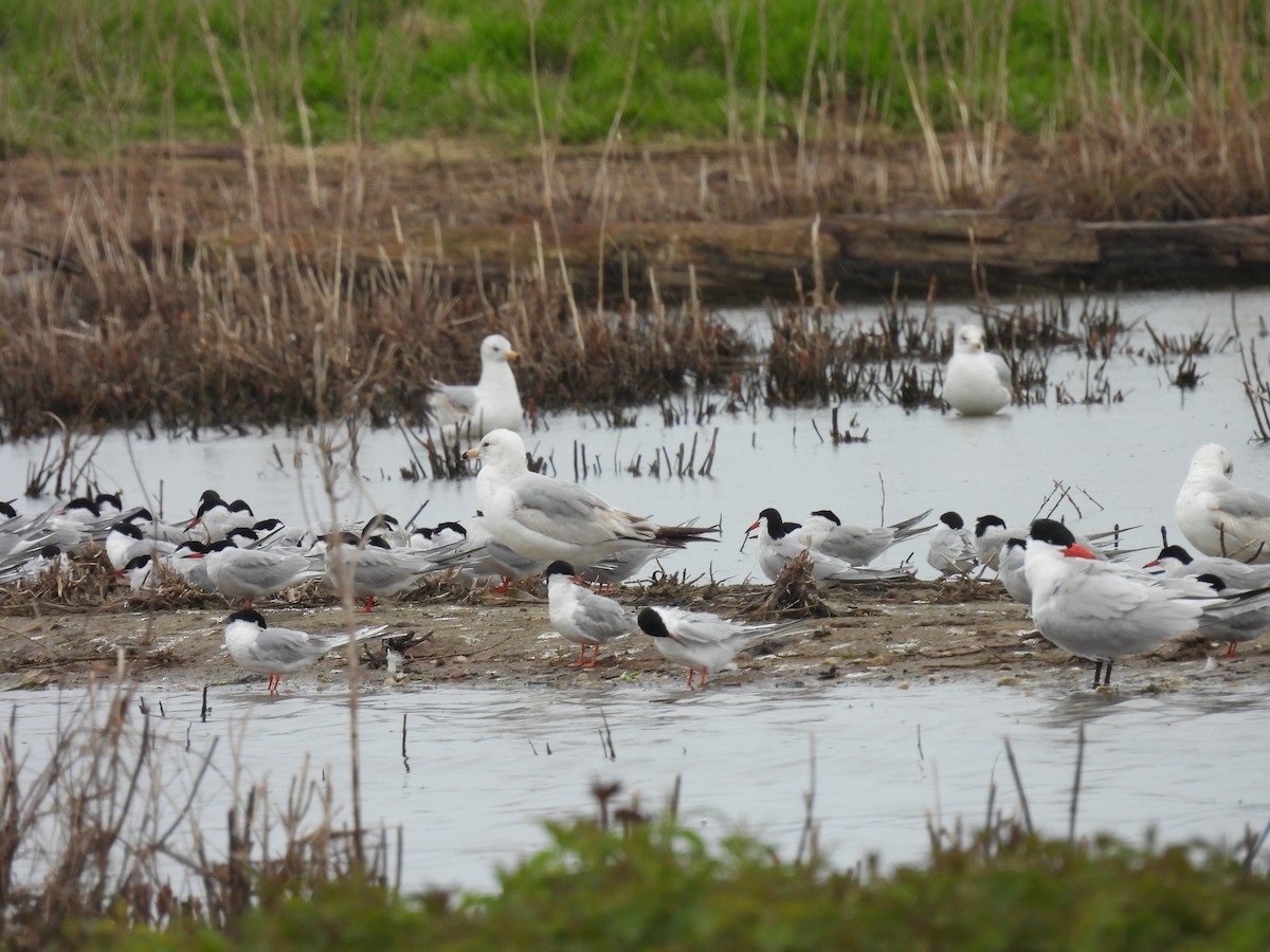 Forster's Tern - ML568930451