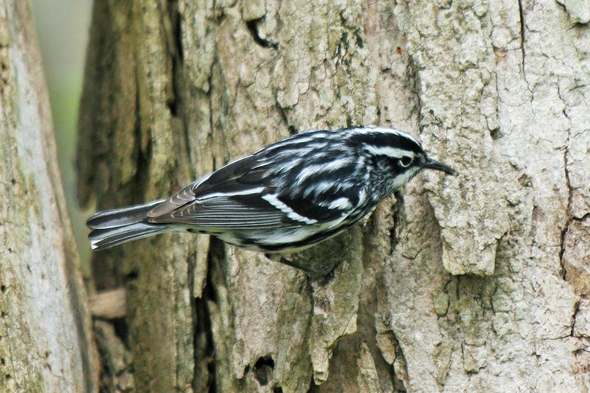 Black-and-white Warbler - Michael Kirchin