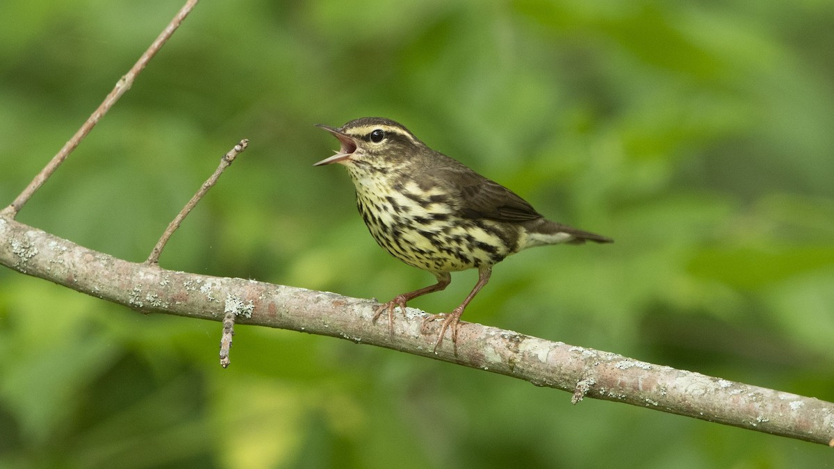 Northern Waterthrush - ML568932531