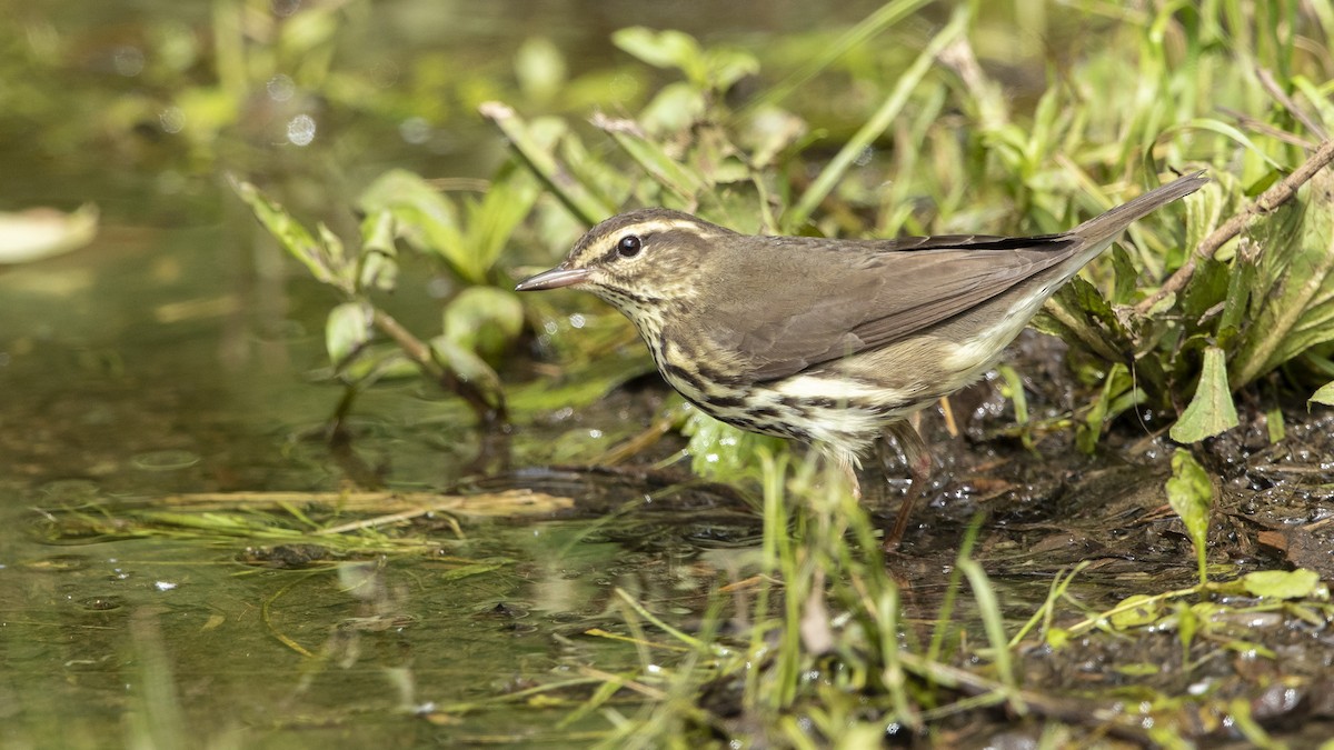 Northern Waterthrush - ML568932561